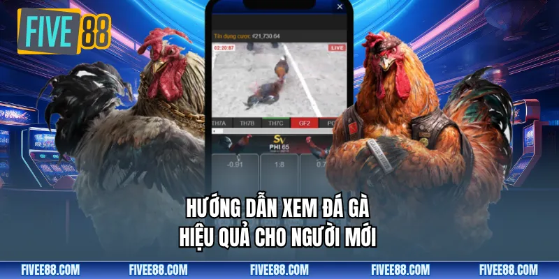 Hướng dẫn xem đá gà hiệu quả cho người mới
